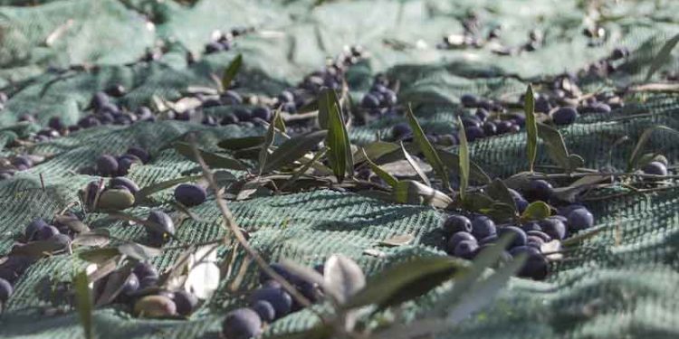 ASEMESA pide la imposición "inmediata" de aranceles a EEUU como represalia a los que sufre la aceituna negra española 1 recogida aceituna olivar jaen