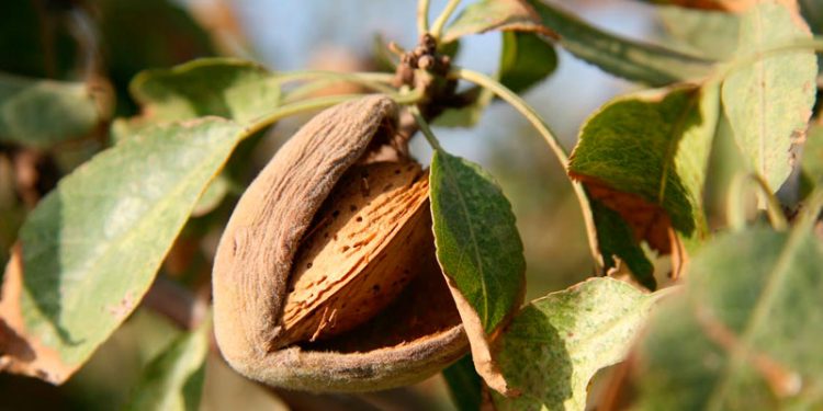 UPA Andalucía advierte de la dramática situación de la almendra 1 cosecha almendra upa andalucia