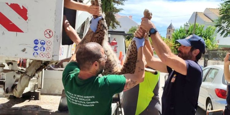 Rescatado el ejemplar de lince que se encontraba deambulando por Úbeda 1 Rescatado el ejemplar de lince que se encontraba deambulando por Úbeda