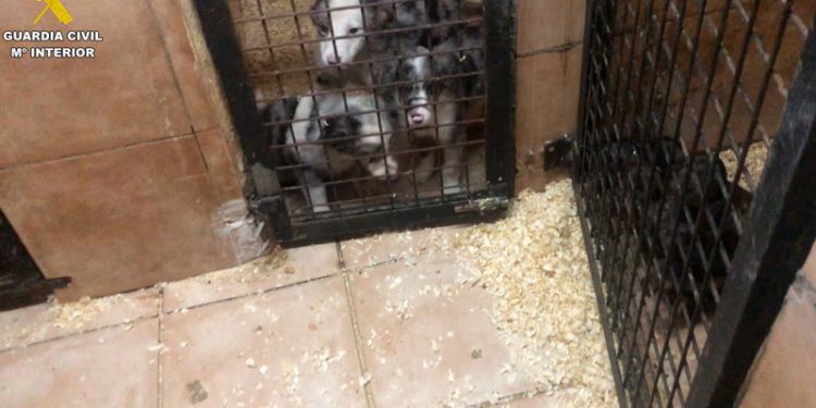 Desmantelada una trama de venta ilegal de cachorros 1 Desmantelada una trama de venta ilegal de cachorros