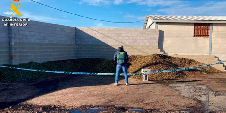 La Guardia Civil inmoviliza 9.000 kilos de aceitunas en mal estado en Salvatierra de Santiago
