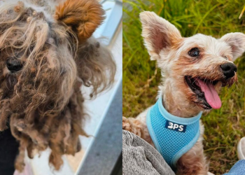 El emotivo deseo de un perro de Montijo que busca un hogar para sus últimos años 4 El emotivo deseo de un perro de Montijo que busca un hogar para sus ultimos anos