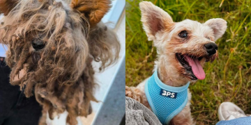 El emotivo deseo de un perro de Montijo que busca un hogar para sus ultimos anos