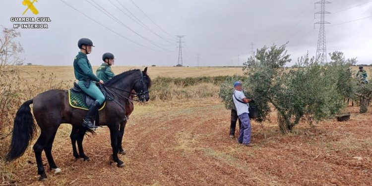 Extremadura combate el robo de aceitunas al reducir en un 66% los puntos de compra 1 Extremadura combate el robo de aceitunas al reducir en un 66 los puntos de compr