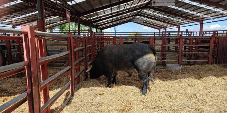 Zafra apuesta por el futuro con una millonaria inversion en la Feria Ganadera y